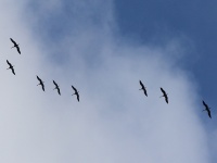2016-05-18 09h33m55 - Kraanvogels - Aat Bender